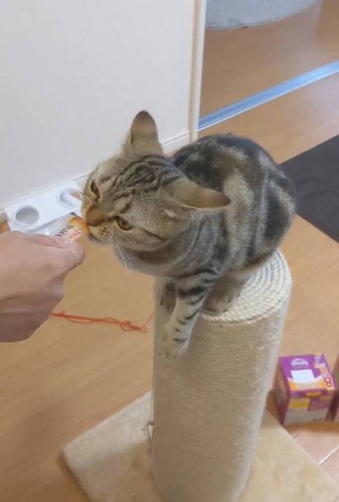 猫 あーちゃん ちゅーる 焦らされた