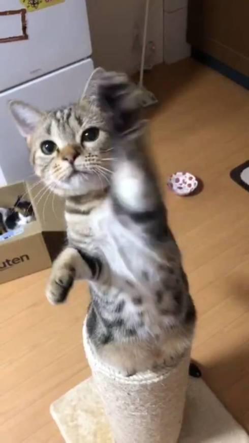 猫 あーちゃん ちゅーる 焦らされた