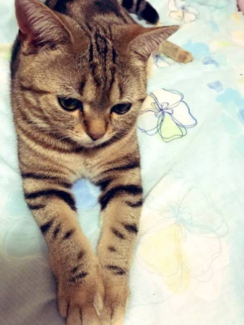 猫 あーちゃん ちゅーる 焦らされた