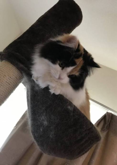 猫 あーちゃん ちゅーる 焦らされた