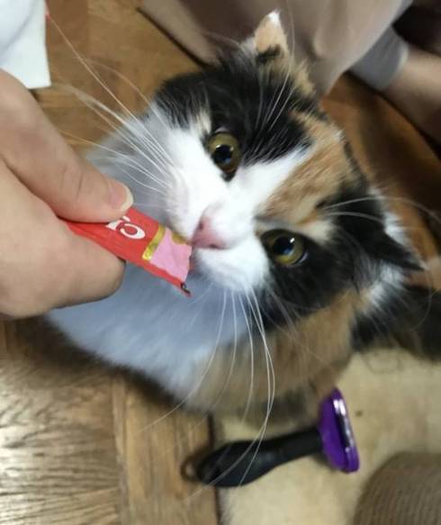 猫 あーちゃん ちゅーる 焦らされた