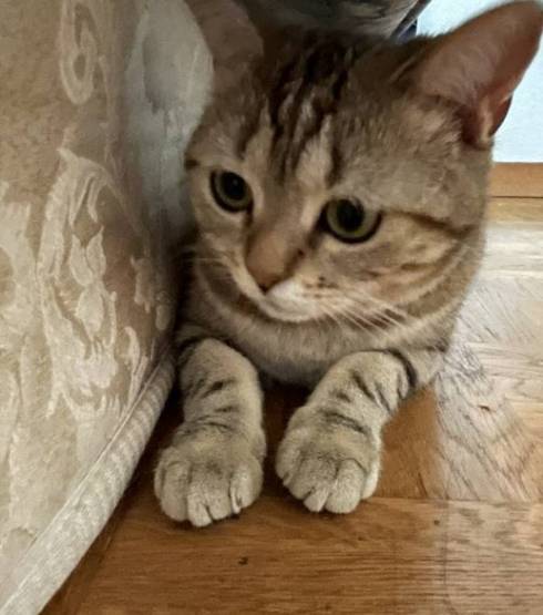 猫 あーちゃん ちゅーる 焦らされた