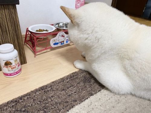 shiroshibakinako