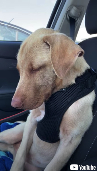 睡魔と戦うワンちゃん