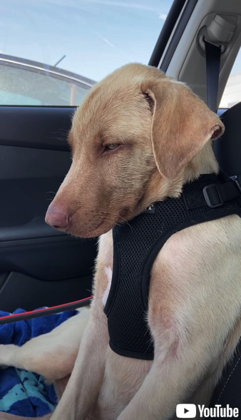 睡魔と戦うワンちゃん