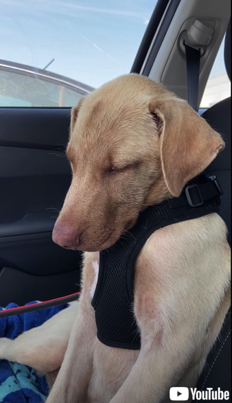 睡魔と戦うワンちゃん