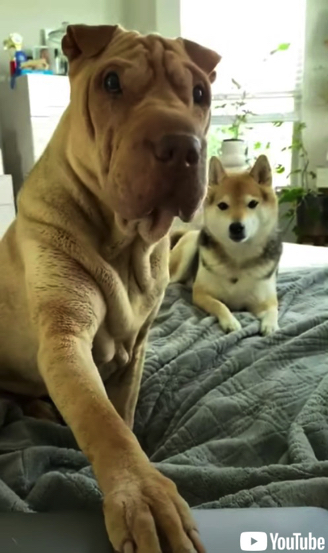 飼い主さんのノートパソコンを閉じる犬