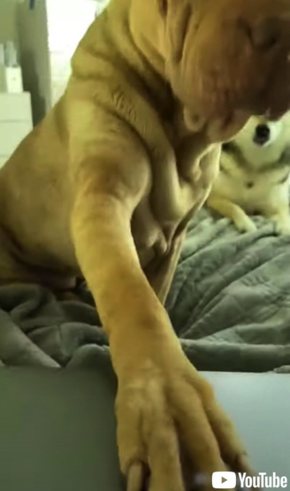 飼い主さんのノートパソコンを閉じる犬