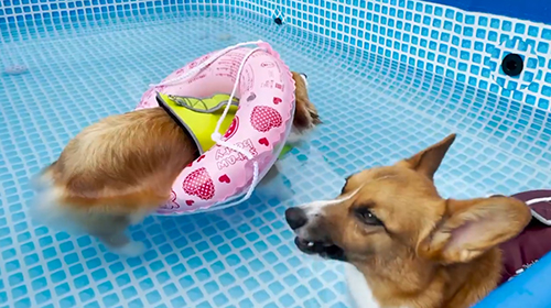 浮かぶむうちゃん