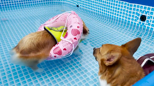 むうちゃんを見るちいくん