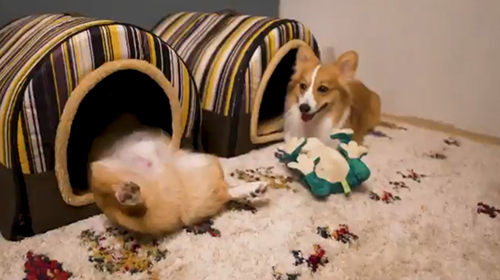 カエルとちいくんとむうちゃん