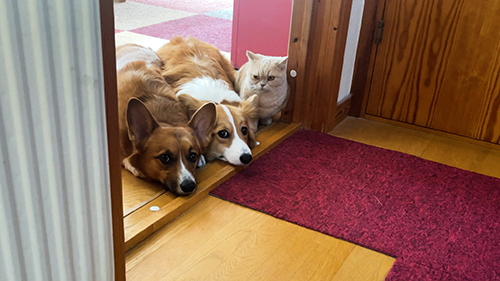 のぞき見3きょうだい