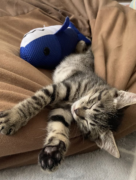 来たばかりの眠る豆吉くん