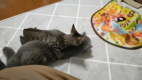 抱きつく豆吉くん