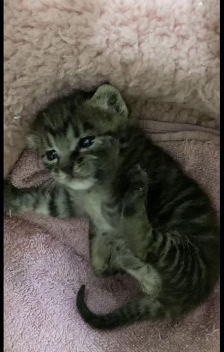 来たばかりの豆吉くん