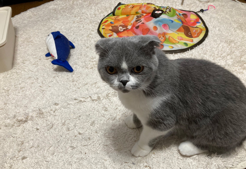 けげんな顔のムギちゃん