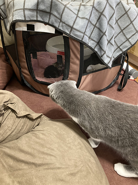 のぞきこむムギちゃん