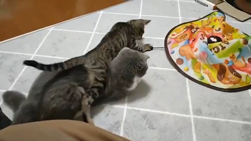 おもちゃに手を出す豆吉くん