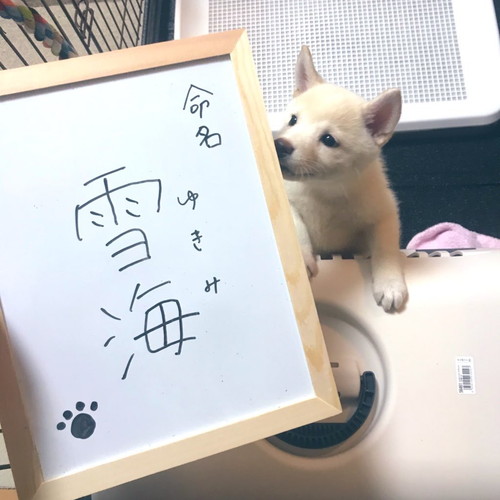 雪海ちゃんいろいろ