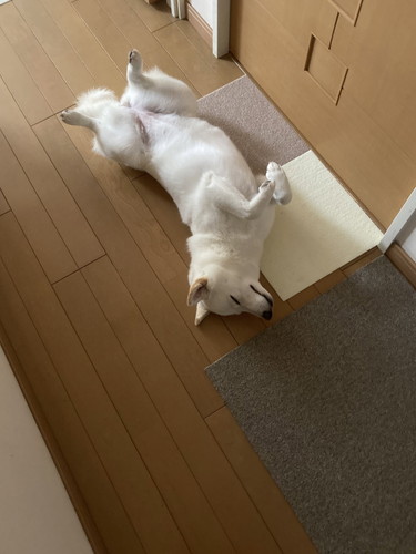 雪海ちゃんいろいろ