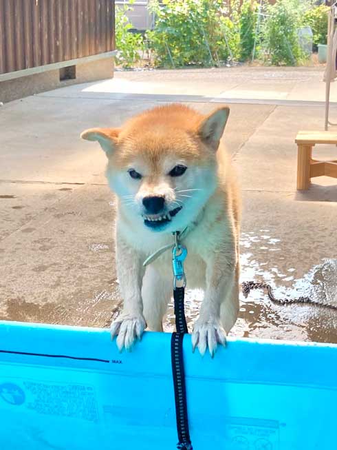 プール入れたくない犬