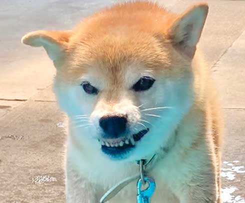 プール 縄張り 柴犬 威嚇 inubot