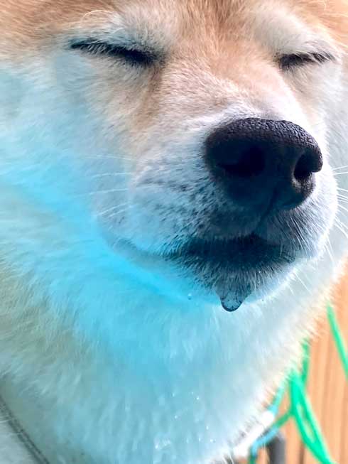 プール 縄張り 柴犬 威嚇 inubot