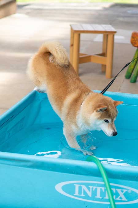 プール 縄張り 柴犬 威嚇 inubot