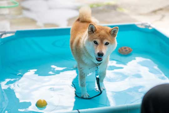 プール 縄張り 柴犬 威嚇 inubot