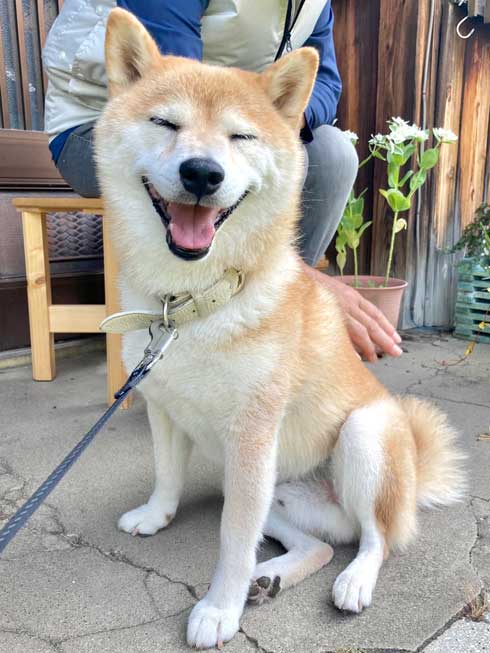 プール 縄張り 柴犬 威嚇 inubot