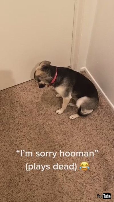 「Guilty Puppy Plays Dead after Getting Caught || ViralHog」