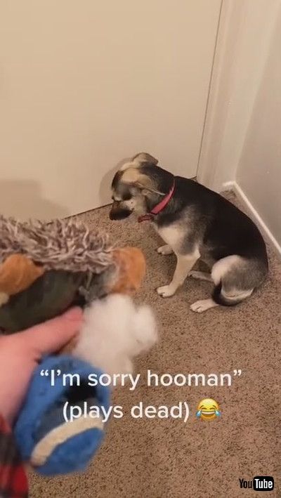 「Guilty Puppy Plays Dead after Getting Caught || ViralHog」