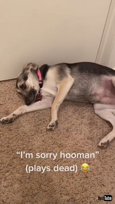 「Guilty Puppy Plays Dead after Getting Caught || ViralHog」