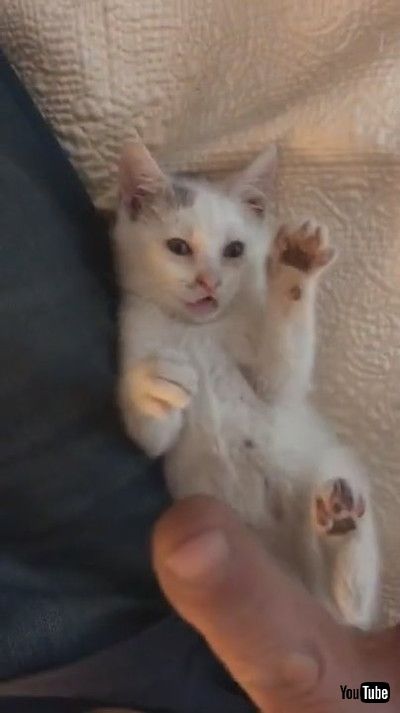 「Cat Drags Owner by Finger to Save Her From Drowning in Bathtub - 1172248」