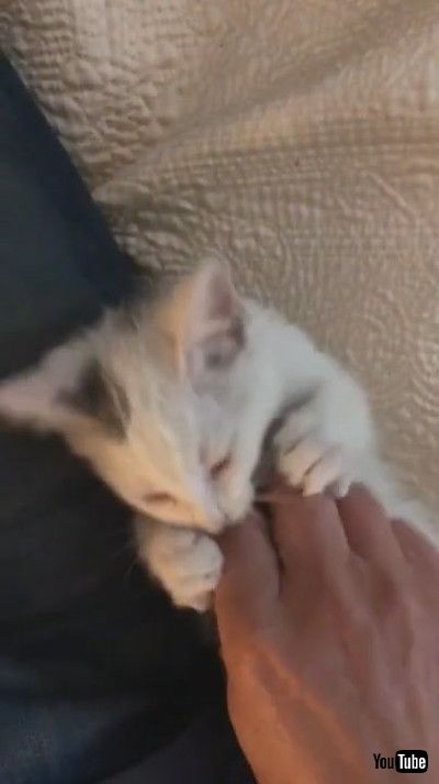 「Cat Drags Owner by Finger to Save Her From Drowning in Bathtub - 1172248」