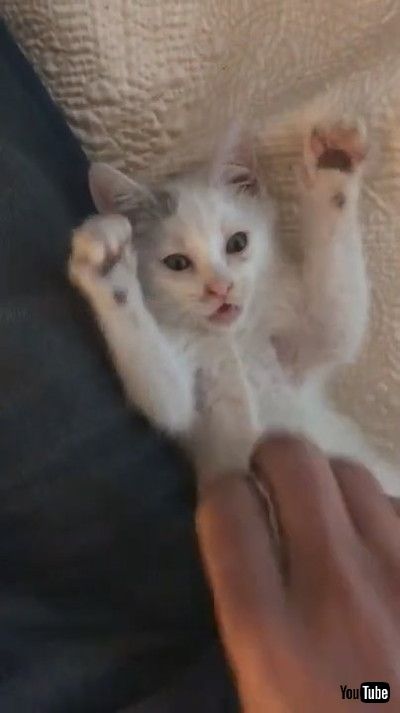 「Cat Drags Owner by Finger to Save Her From Drowning in Bathtub - 1172248」