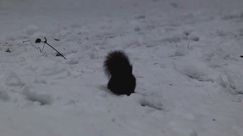 トトロに見えるエゾリスちゃん