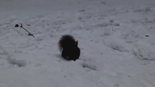 トトロに見えるエゾリスちゃん