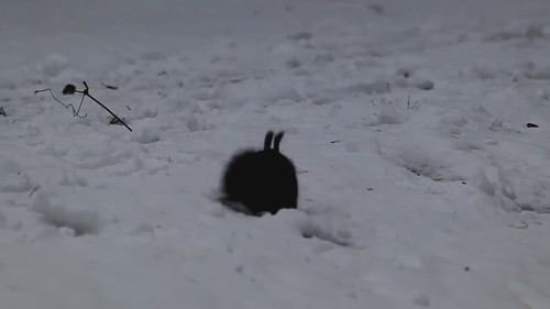 トトロに見えるエゾリスちゃん