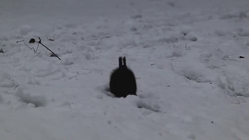 トトロに見えるエゾリスちゃん