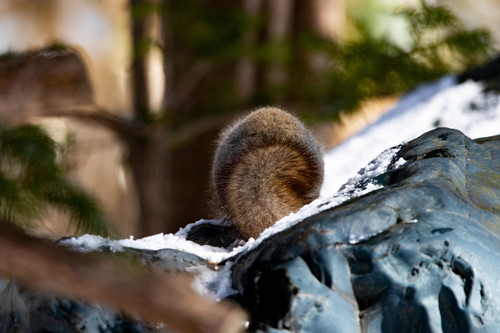 いろんなエゾリスちゃん