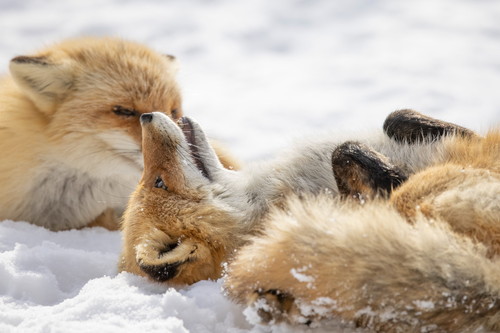 キツネちゃんたち