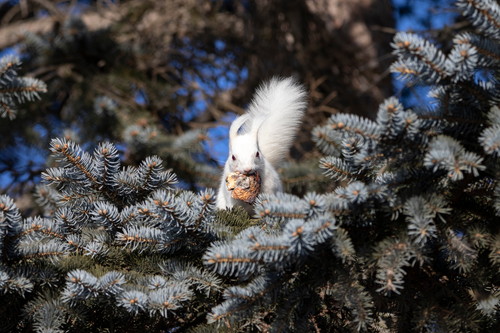 白いエゾリスちゃん