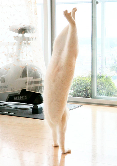 忍者猫チャコたん＆すず香さん