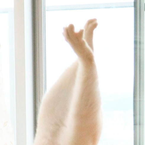 忍者猫チャコたん＆すず香さん