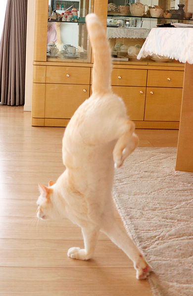 忍者猫チャコたん＆すず香さん