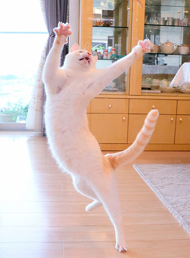 忍者猫チャコたん＆すず香さん