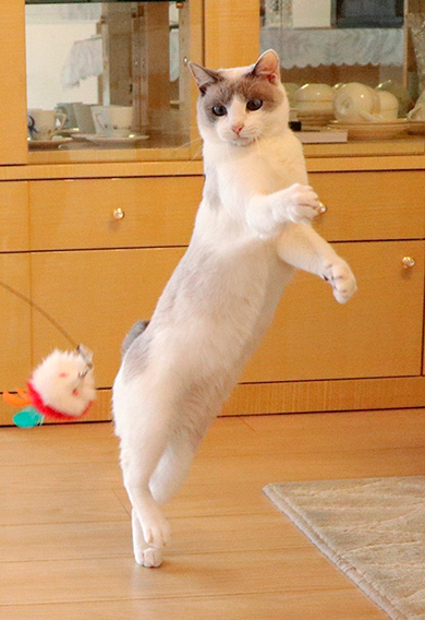 忍者猫チャコたん＆すず香さん