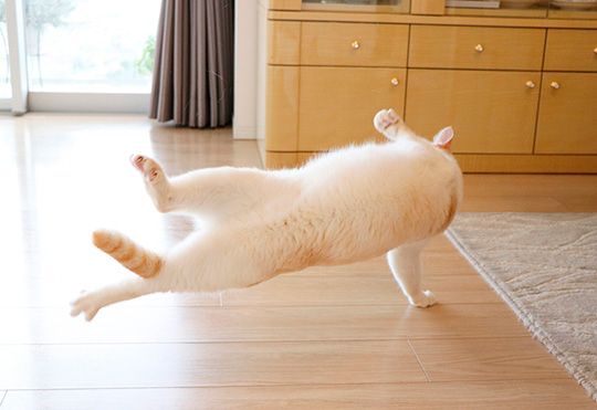 忍者猫チャコたん＆すず香さん