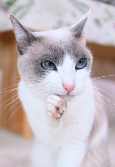 忍者猫チャコたん＆すず香さん